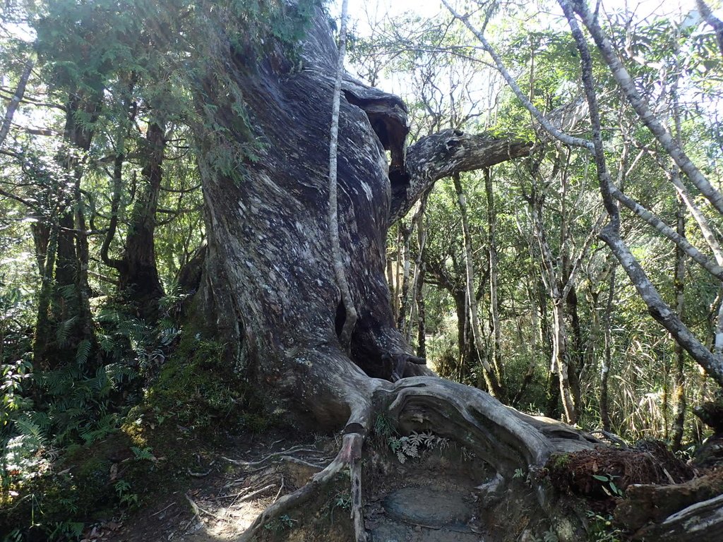 PB265456.JPG - 太平山  翠峰湖環山步道  02