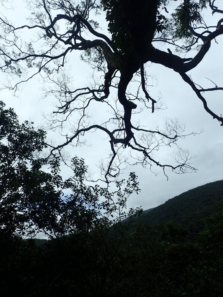 PB159000.JPG - 礁溪  聖母登山步道  (抹茶山)