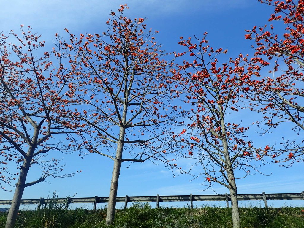 P3036242.JPG - 清水  大田產要道路  木棉花