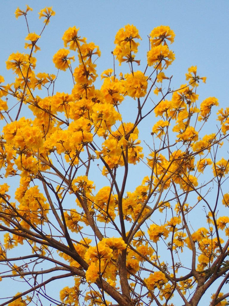 P3066292.JPG - 南投  貓羅溪畔  黃花風鈴木