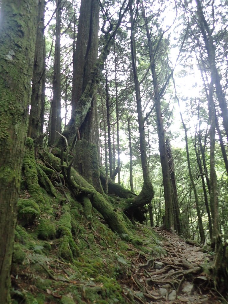 P6160645.JPG - 谷關七雄之  八仙山  (02)