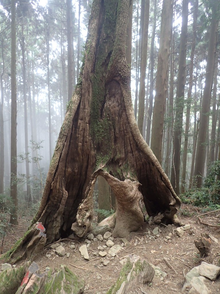 P2034954.JPG - 南庄  加里山  森林鐵道