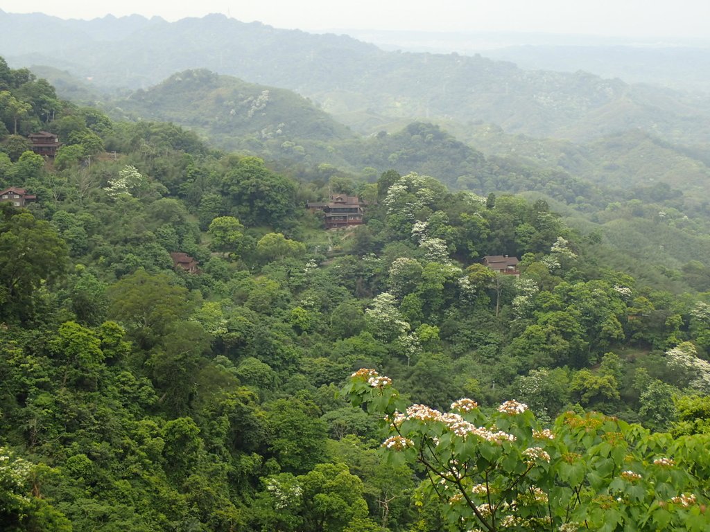 P4191925.JPG - 南庄  細湖頂  桐花山林