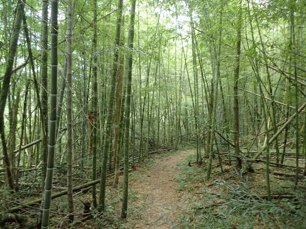 P9017457.JPG - 魚池  頭社  後尖山步道