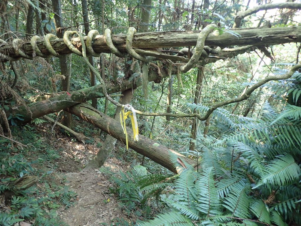 PA040376.JPG - 魚池  過坑山登山步道