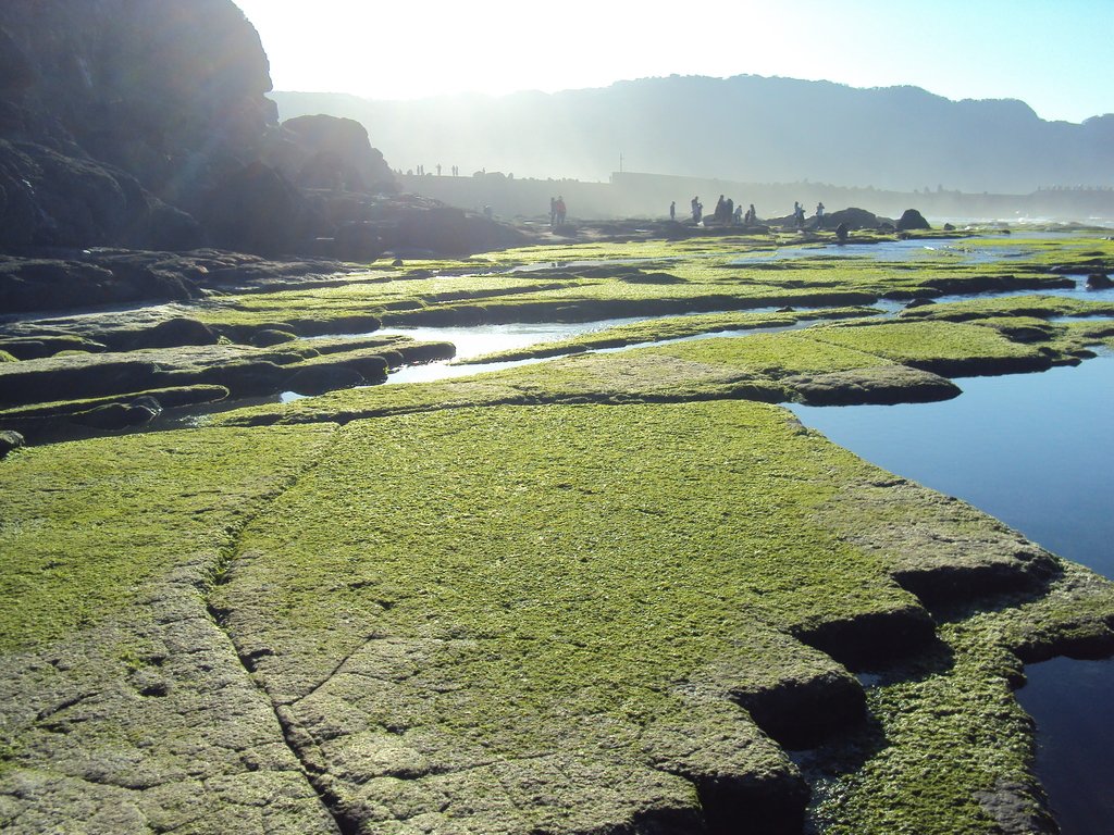 DSC06604.JPG - 八斗子  大坪海岸