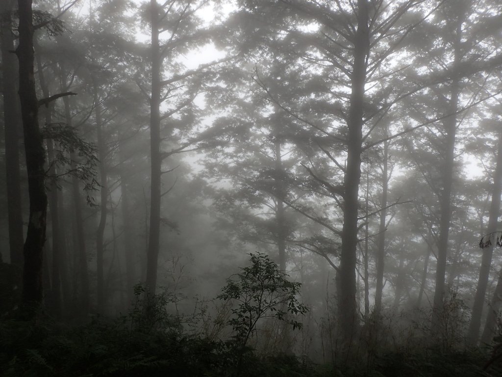 P8226813.JPG - 太平山 見晴懷古步道