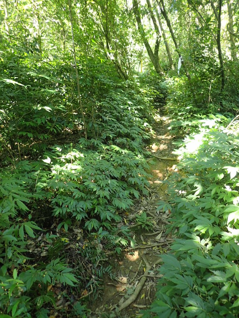 P7296087.JPG - 金山  竹子山古道  阿里磅瀑布