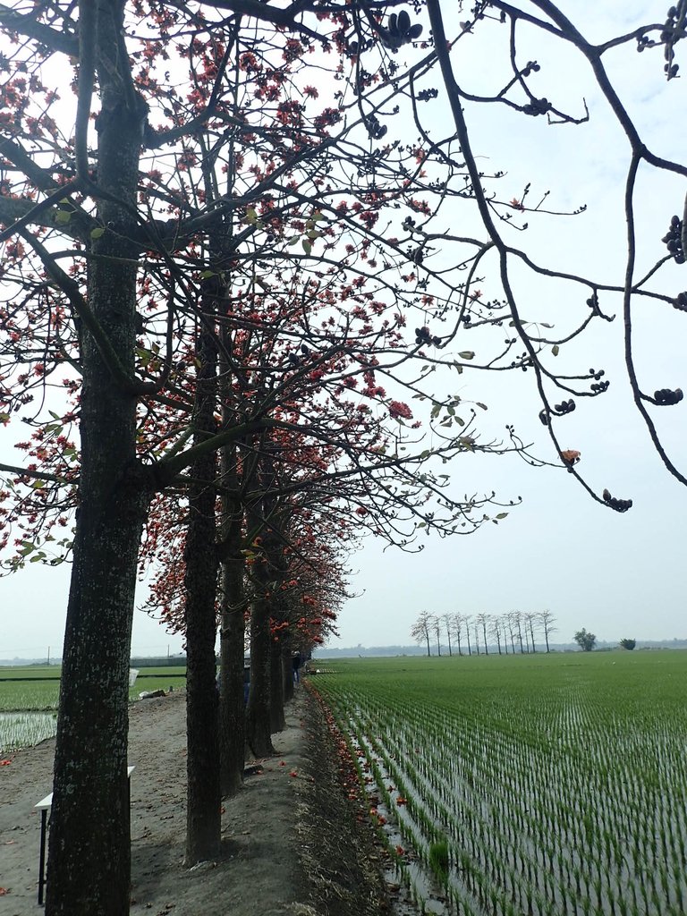 P3066471.JPG - 竹塘  田頭  木棉花道