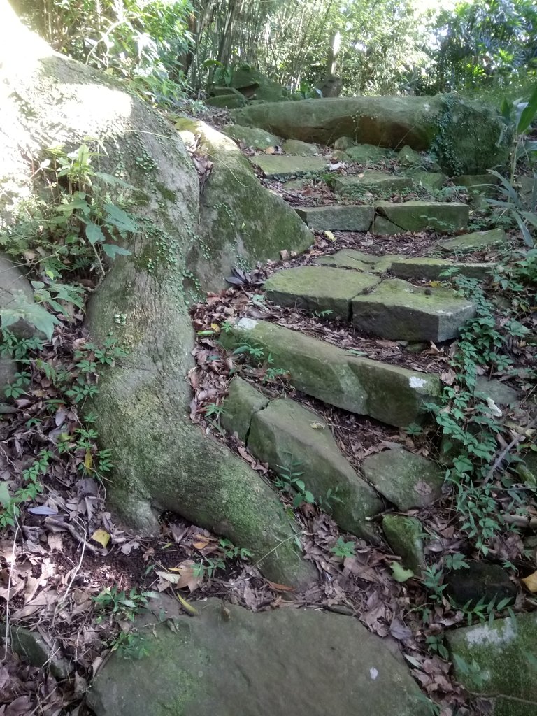 DSC_8824.JPG - 北投  中正山登山步道 03