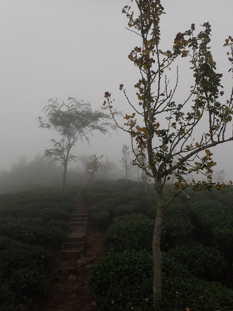 PA171094.JPG - 鹿谷  大崙山  霧中茶園之美(02)