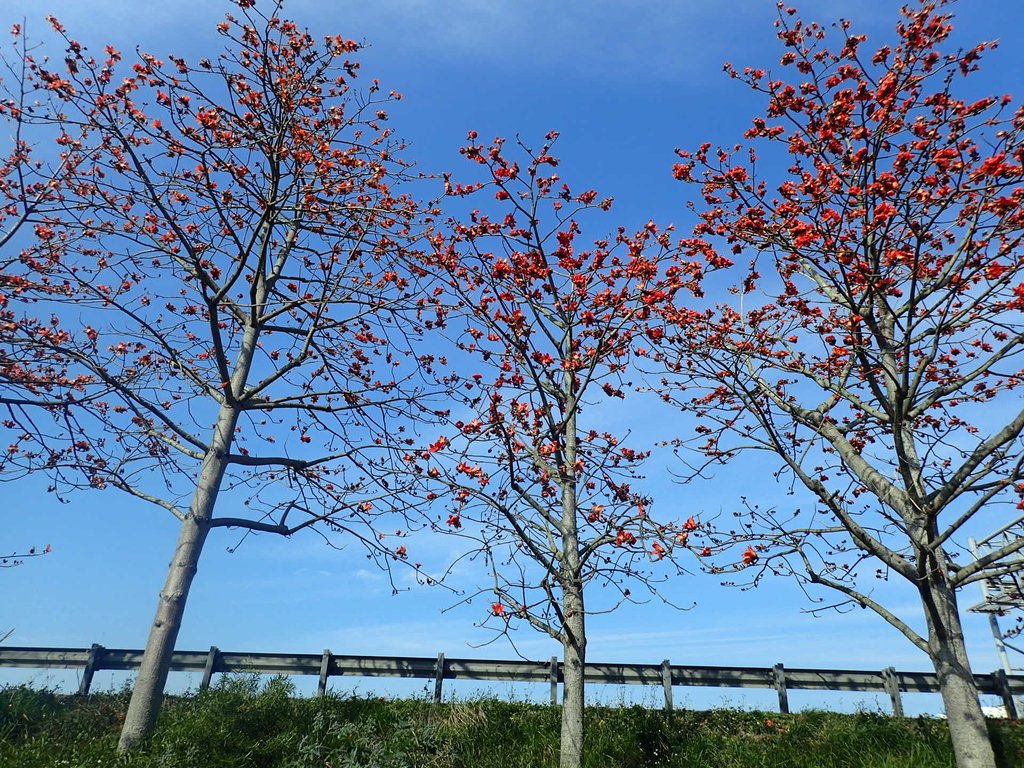 P3036243.JPG - 清水  大田產要道路  木棉花