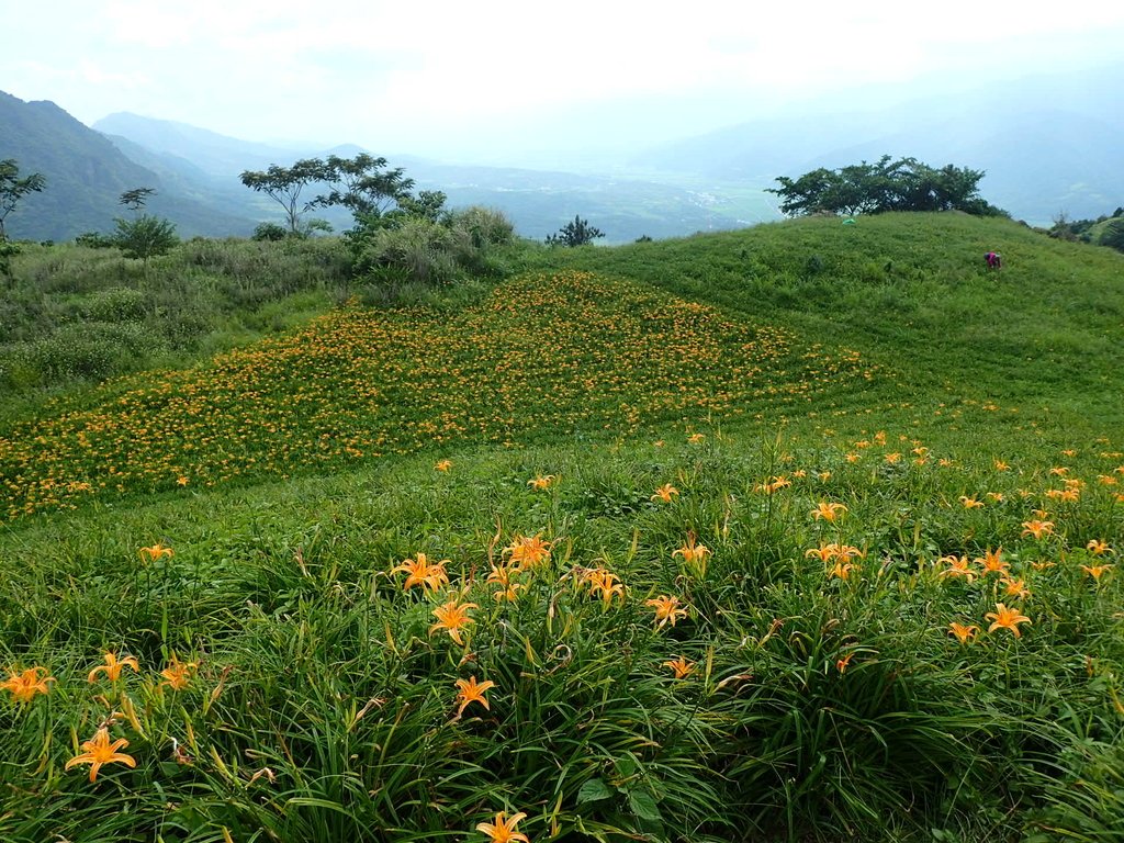 P9087937.JPG - 富里  六十石山  金針花季