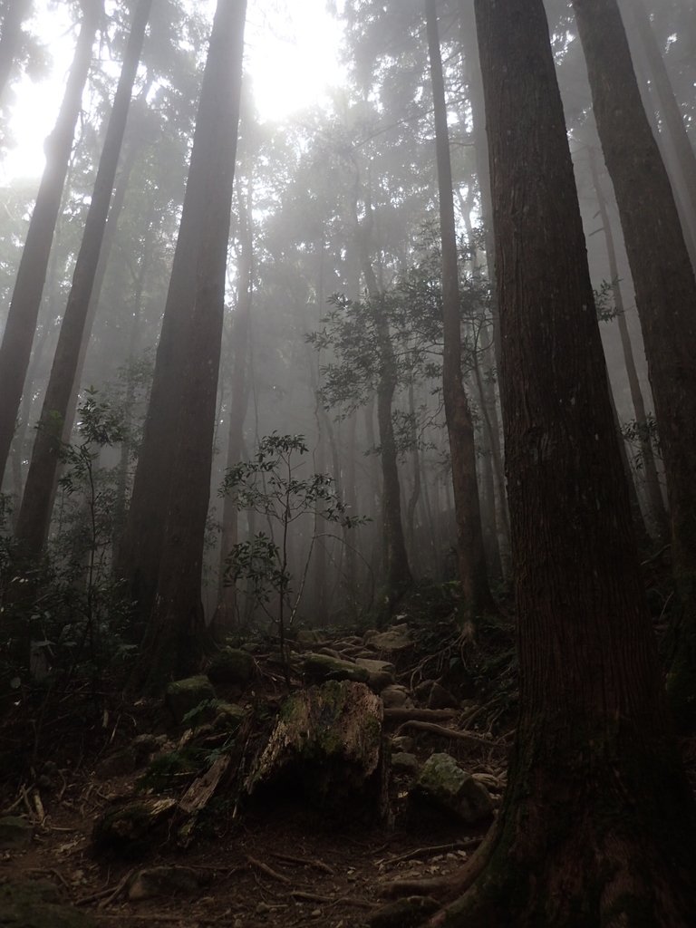 P2034956.JPG - 南庄  加里山  森林鐵道