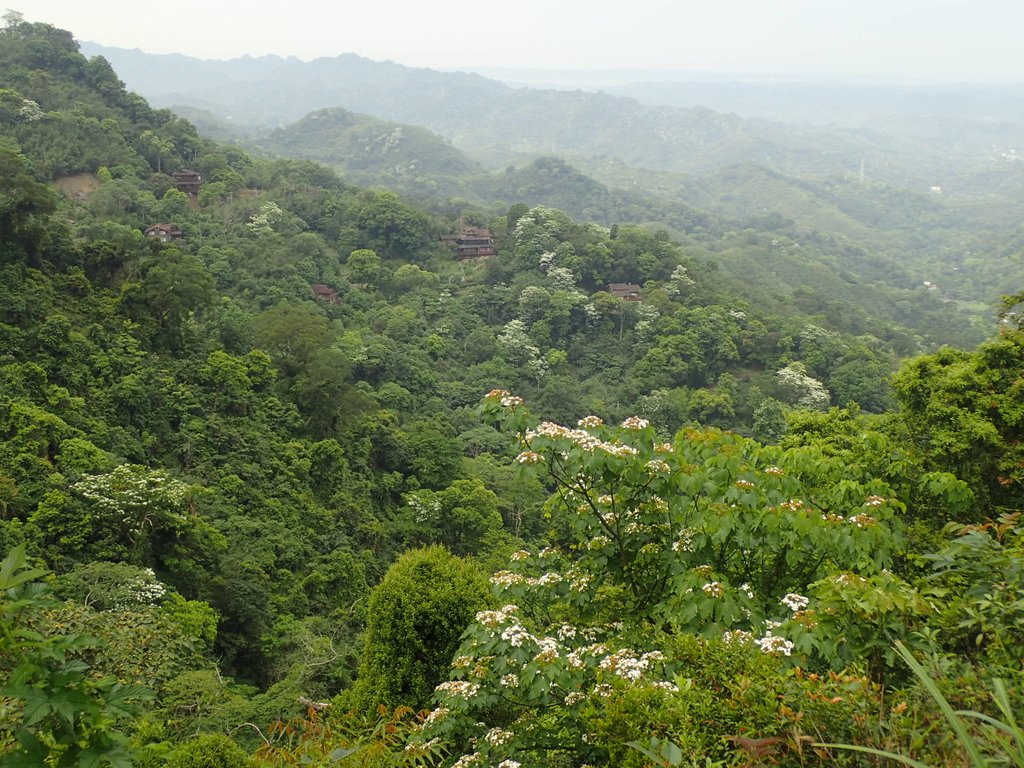 P4191926.JPG - 南庄  細湖頂  桐花山林