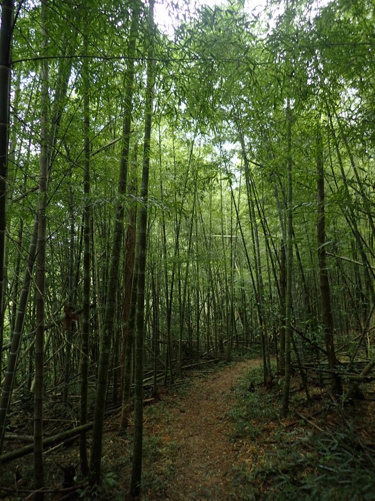 P9017459.JPG - 魚池  頭社  後尖山步道