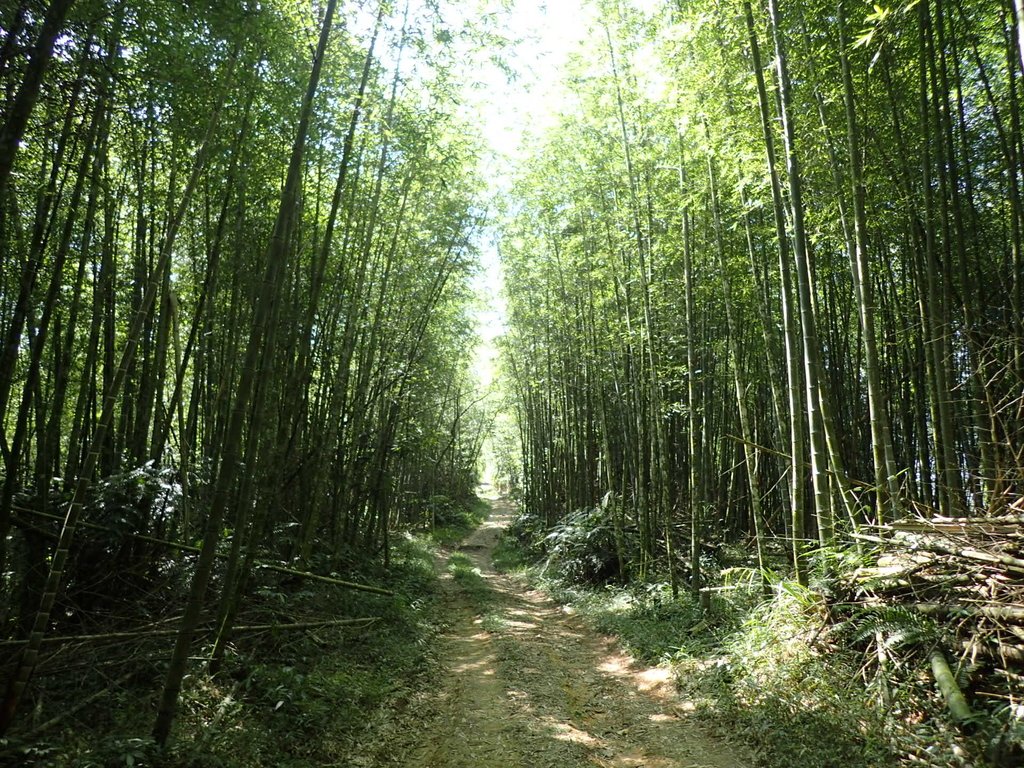 PA040377.JPG - 魚池  過坑山登山步道