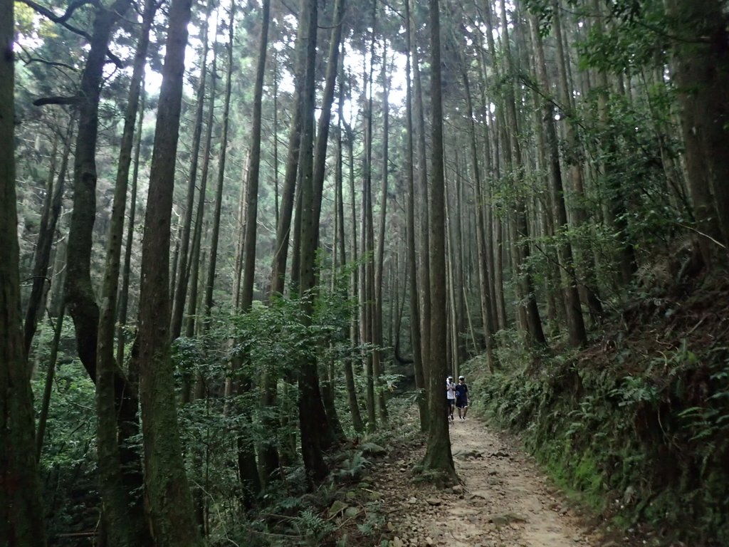 P7235927.JPG - 台中  和平  橫嶺山自然步道