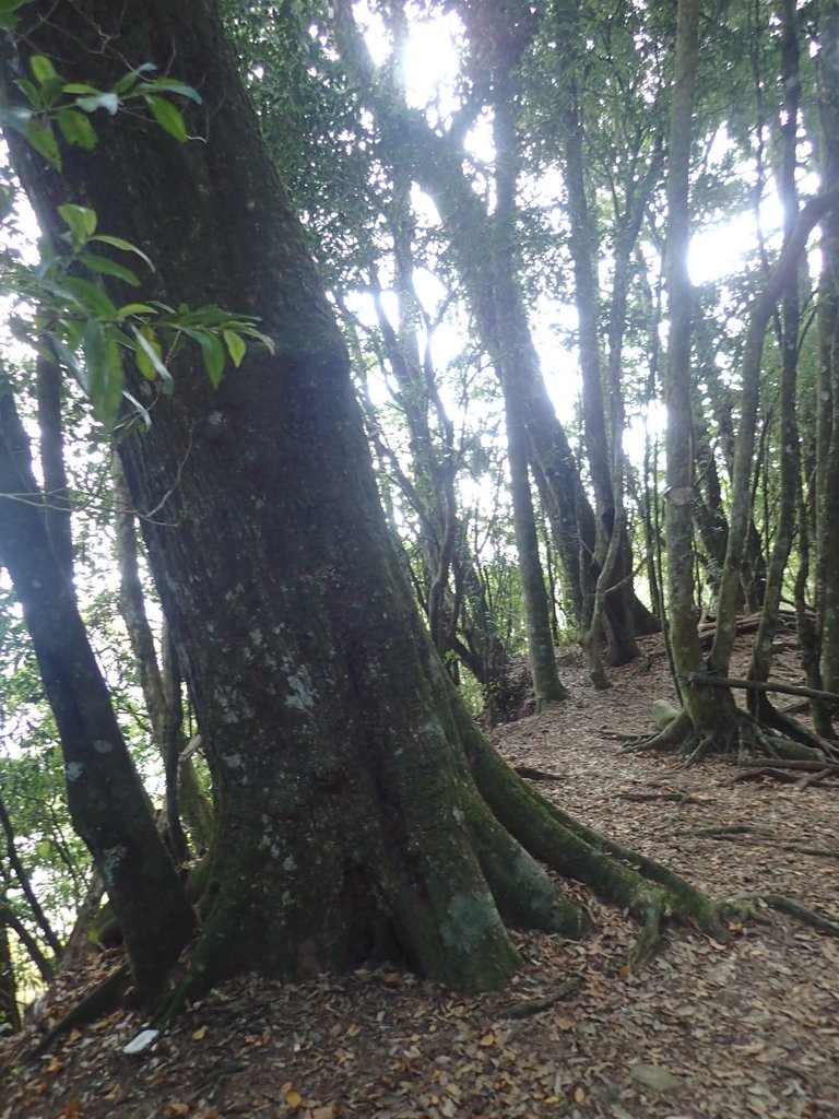 P2056639.JPG - 竹山  嶺頭山  金柑樹山