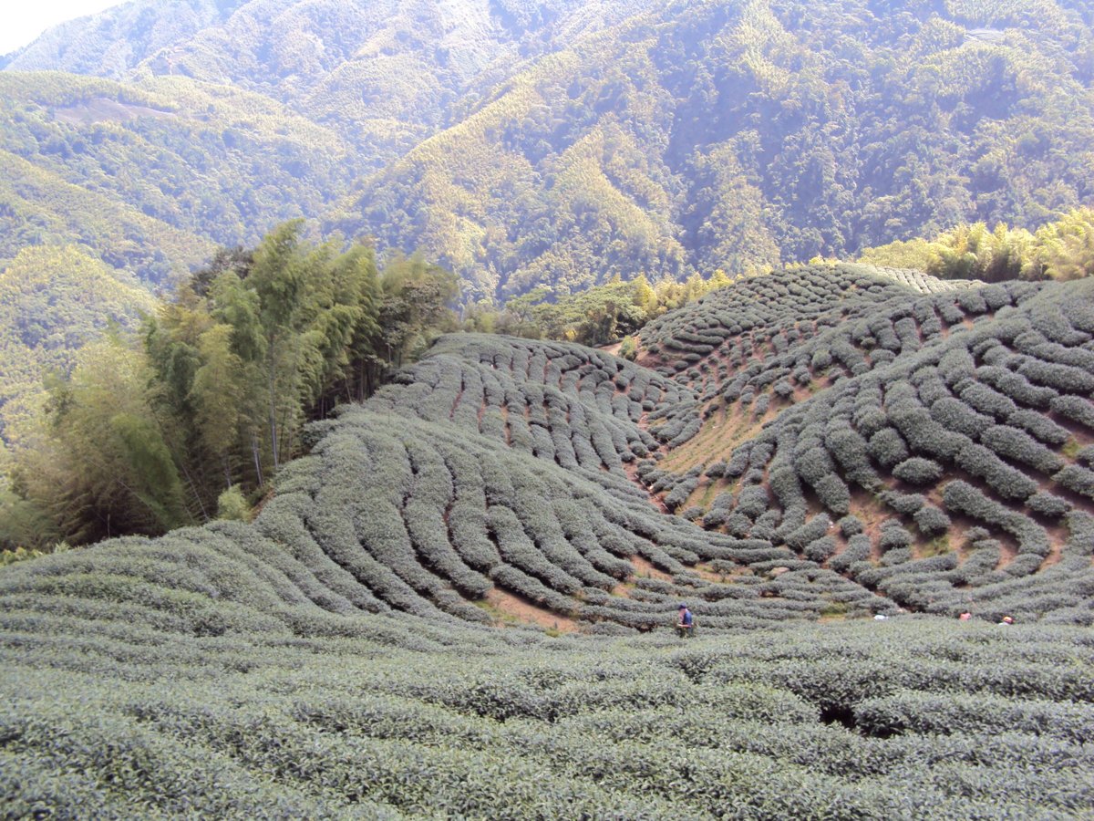 DSC07991.JPG - 竹山  軟鞍  八卦茶園