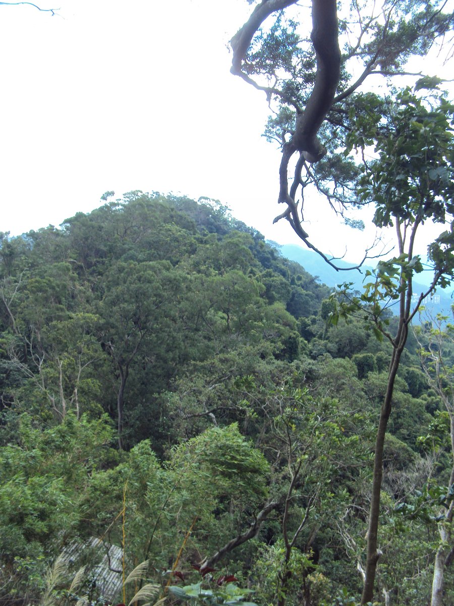 DSC01461.JPG - 新店  獅頭山登山步道