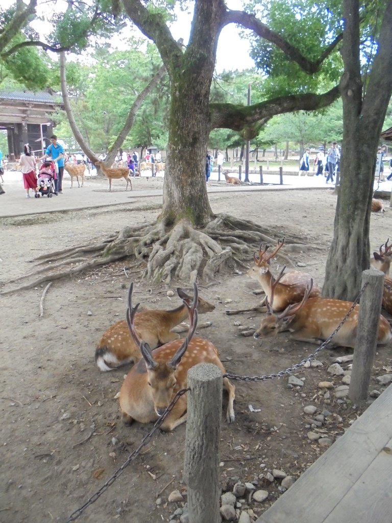 DSC03832.JPG - 奈良  東大寺