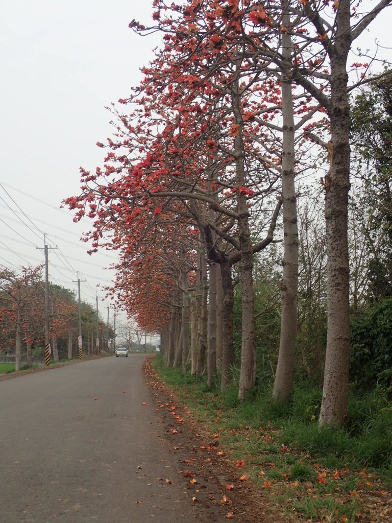 P3066345.JPG - 埤頭  東螺溪  木棉花