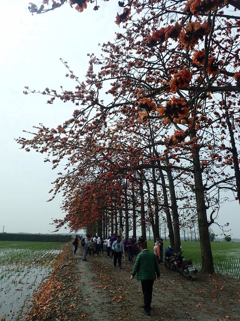 P3066478.JPG - 竹塘  田頭  木棉花道