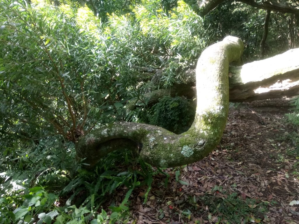 DSC_8803.JPG - 北投  中正山登山步道 03