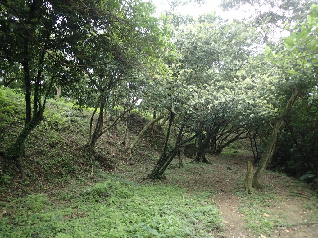 P4143558.JPG - 基隆  五坑山  總督嶺步道