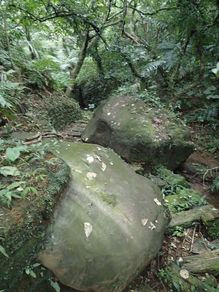 P1263968.JPG - 金山  大路崁古道