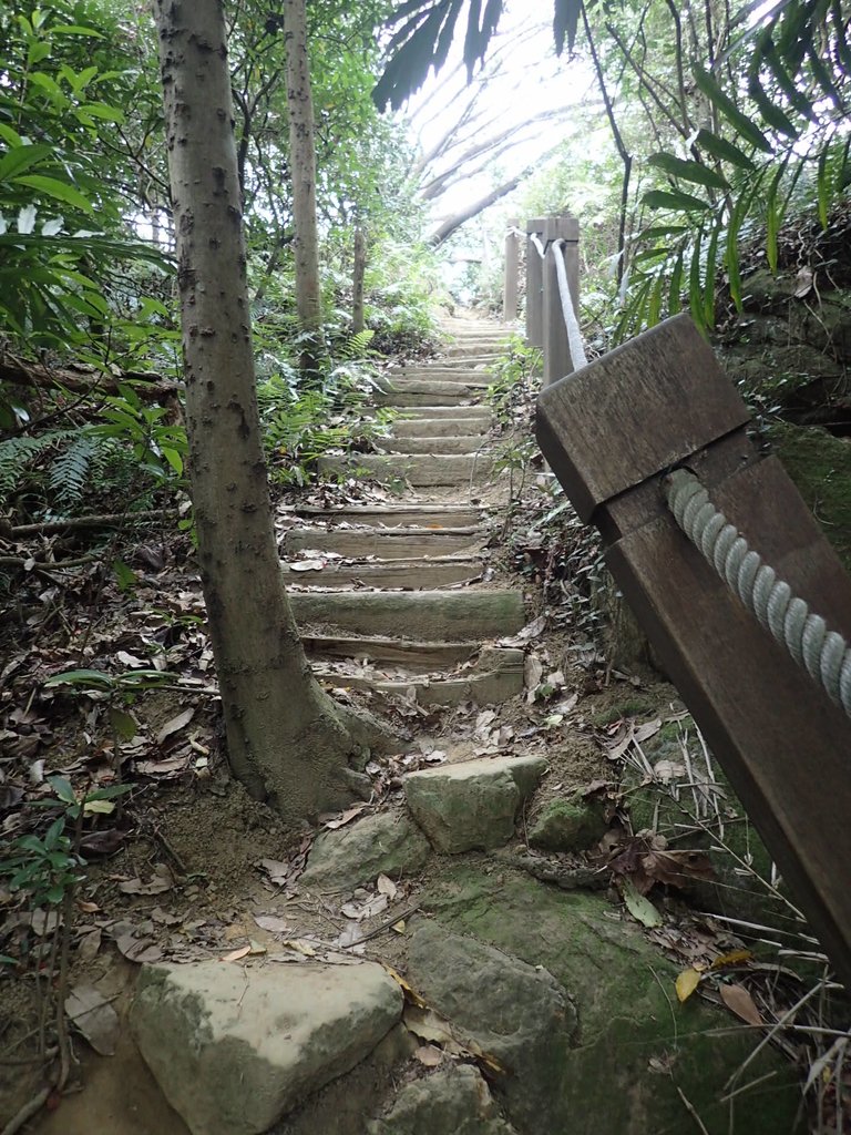 P2167957.JPG - 三峽  鳶尾山登山步道