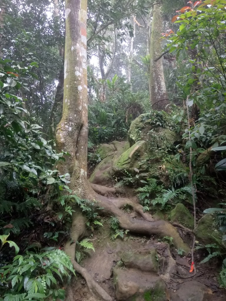 DSC_4876.JPG - 大溪  溪洲山登山步道