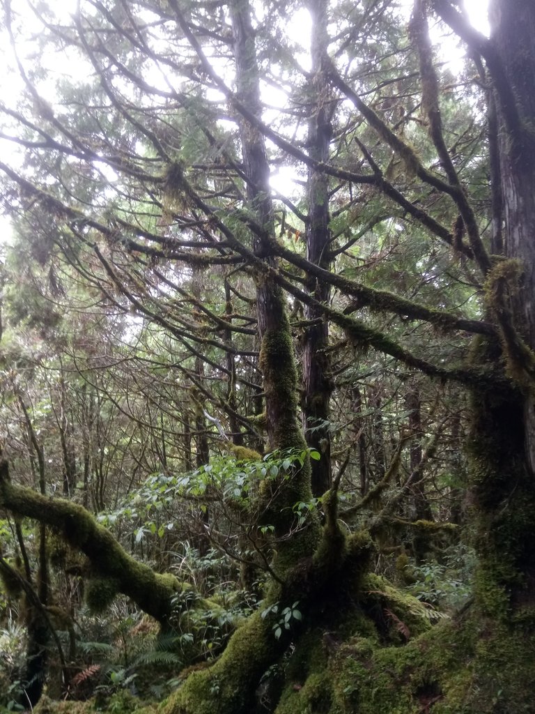 DSC_0059.JPG - 太平山  翠峰湖環山步道  01