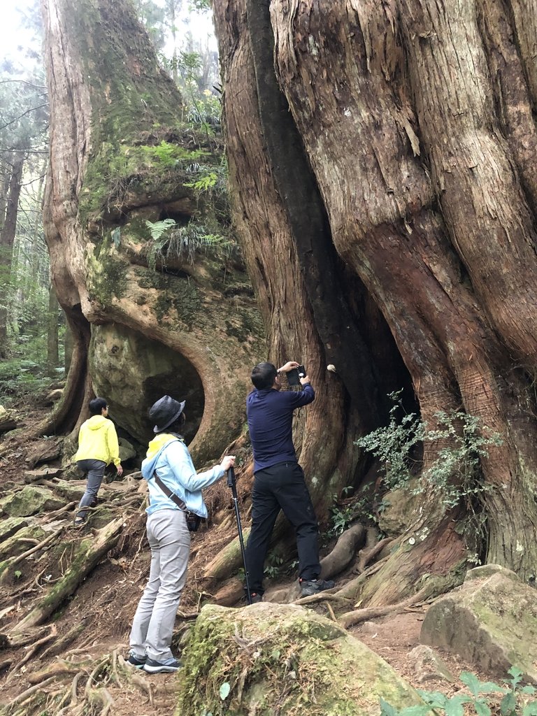 IMG_4770.JPG - 阿里山  二萬平  抱石神木