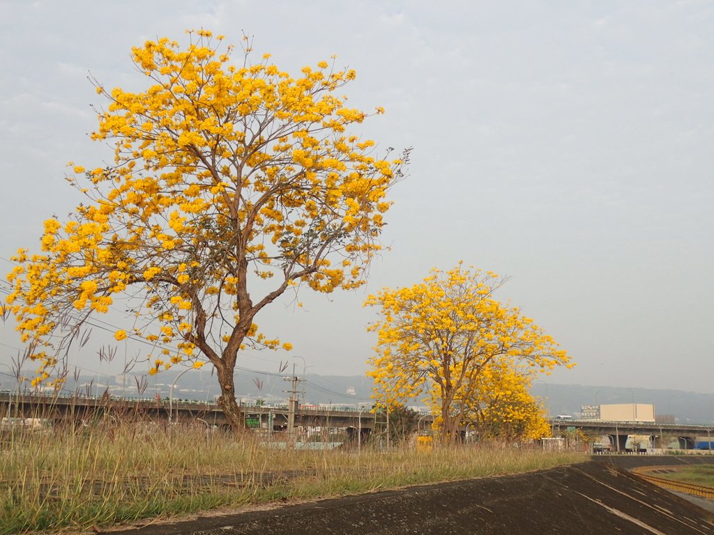 P3066306.JPG - 南投  貓羅溪畔  黃花風鈴木