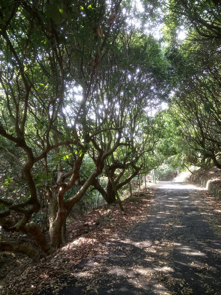 DSC_7373.JPG - 草屯平林  九九峰森林步道