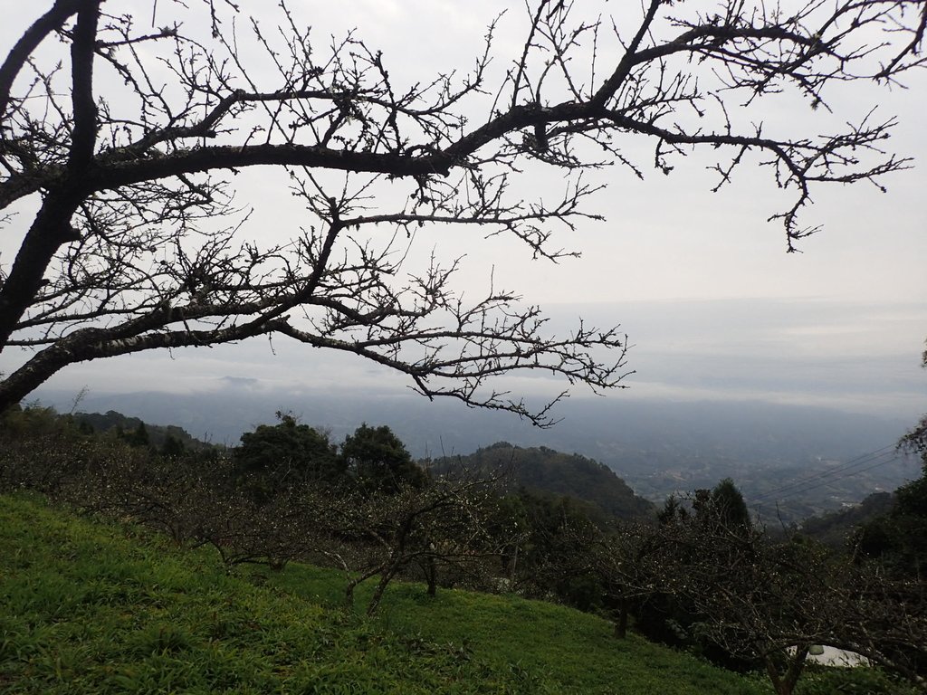 P1294550.JPG - 大湖  關刀山步道  (聖關段)