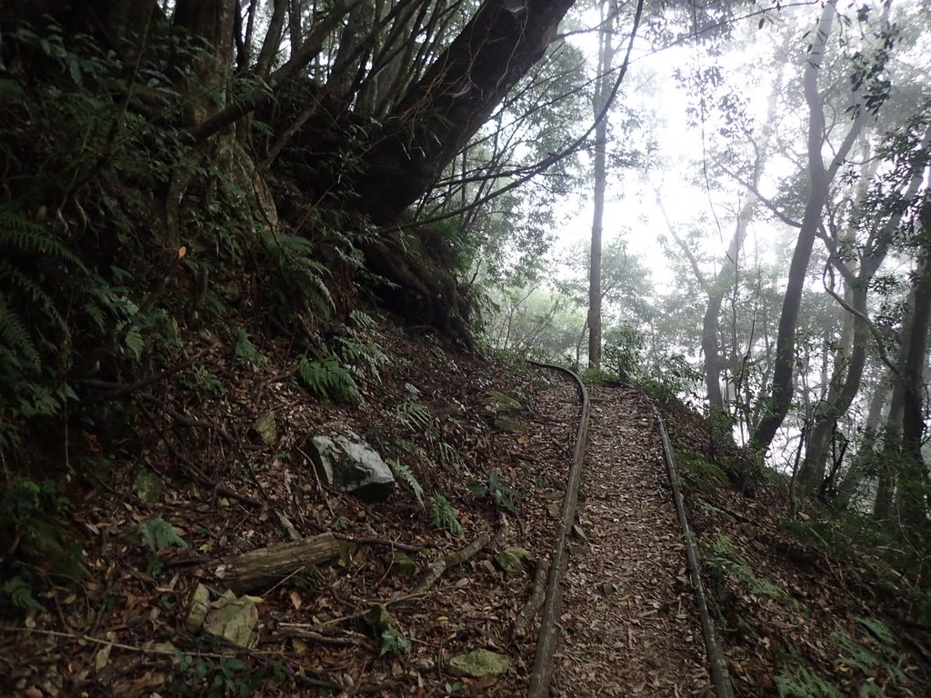 P2034973.JPG - 南庄  加里山  森林鐵道