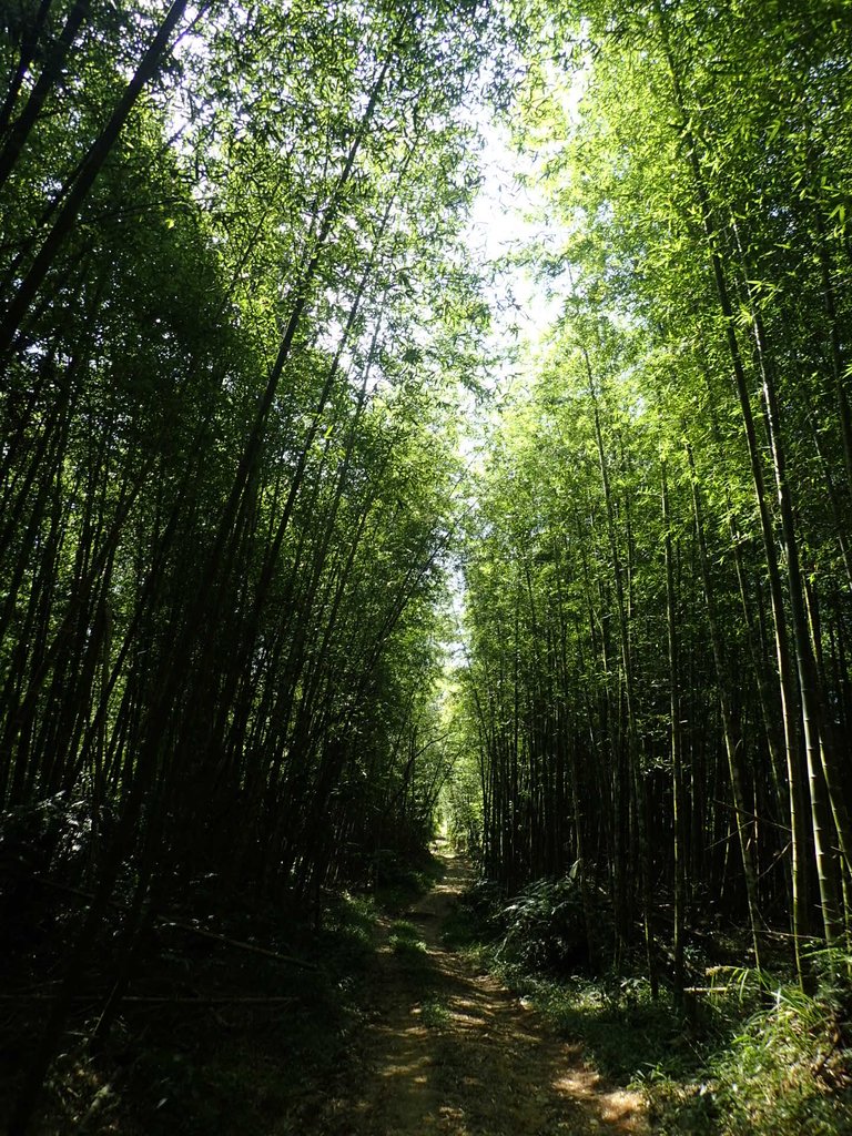 PA040379.JPG - 魚池  過坑山登山步道