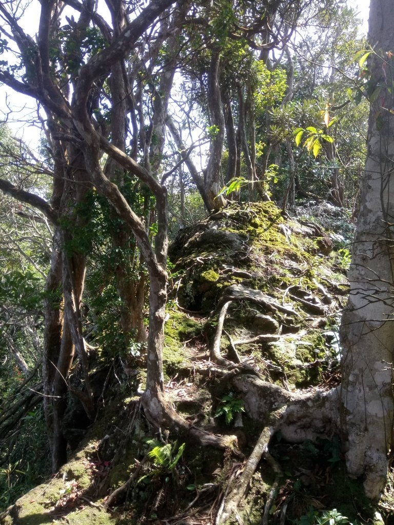 DSC_4083.JPG - 魚池  大尖山登山步道