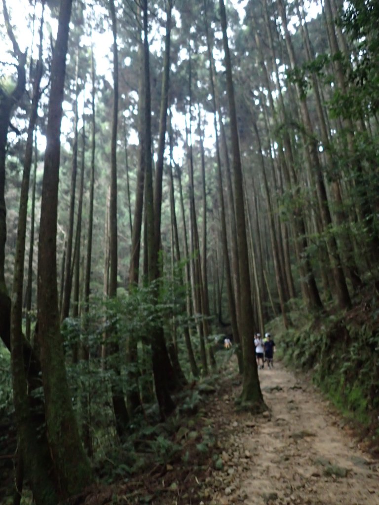 P7235928.JPG - 台中  和平  橫嶺山自然步道