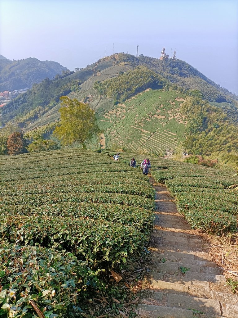 IMG20210130094105.jpg - 雲嘉連峰之  太平山  梨子腳山