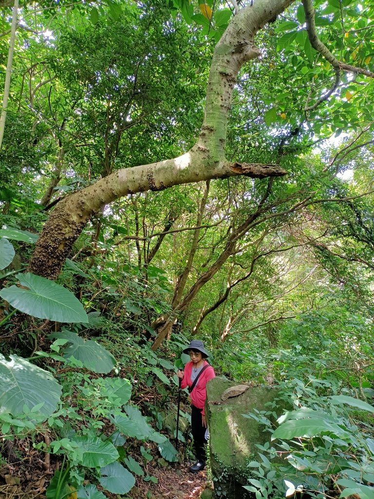 IMG20210430102944.jpg - 瑞芳  雞籠山東峰  (雷霆峰)