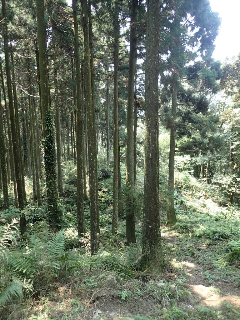 P4036924.JPG - 五峰  鵝公髻山登山步道  (02)