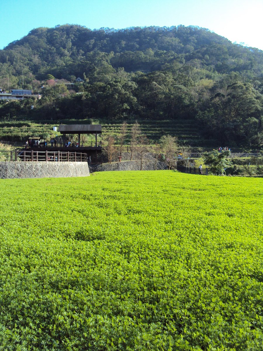 DSC03475.JPG - 貓空  樟樹步道