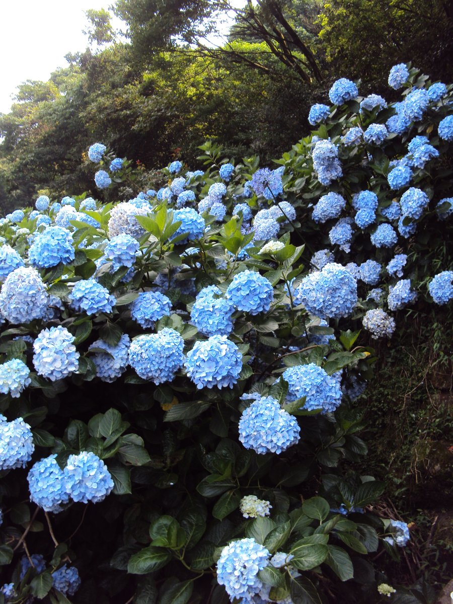 DSC08441.JPG - 水車寮  高家繡球花園