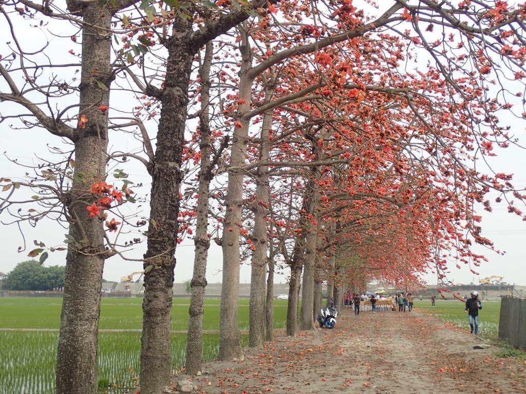 P3066487.JPG - 竹塘  田頭  木棉花道