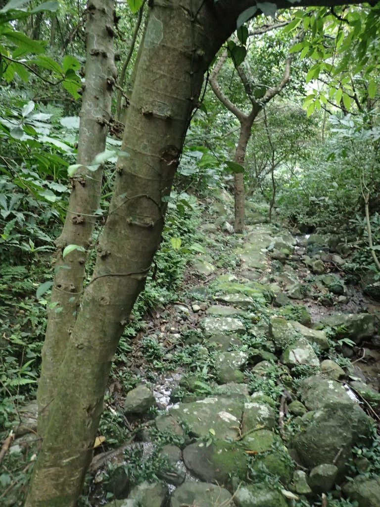 P1263971.JPG - 金山  大路崁古道