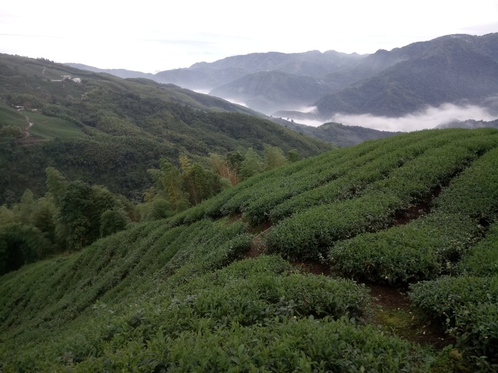 DSC_1299.JPG - 往三層坪途中之  茶園景致